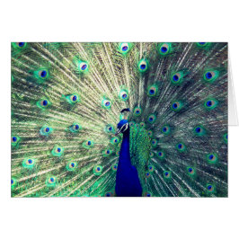 インドの青い孔雀