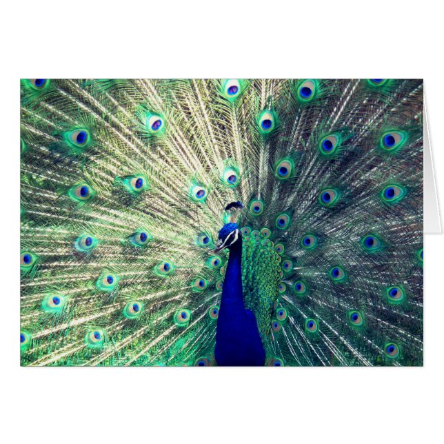 インドの青い孔雀 (正面横)