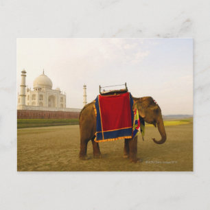 インドのTaj Mahalでゾウの側面プロファイル ポストカード