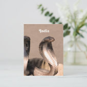 インドコブラ ポストカード (スタンド正面)