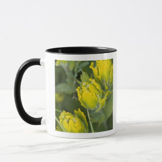 インドゴールデンペイントブラシ Castilleja マグカップ (左)