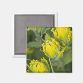 インドゴールデンペイントブラシ Castilleja マグネット (正面/裏面)