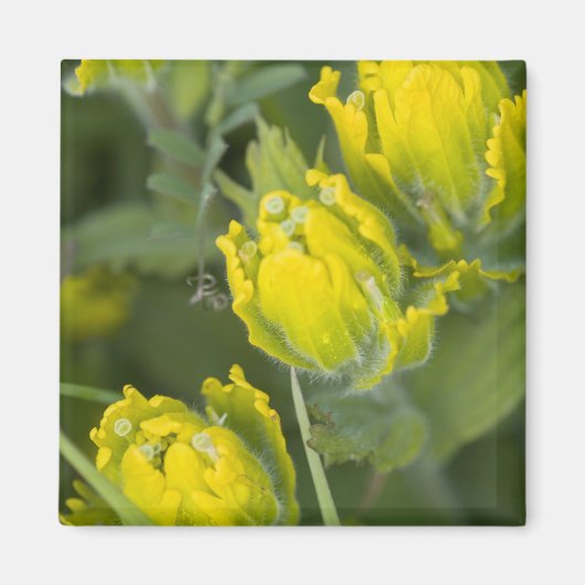 インドゴールデンペイントブラシ Castilleja マグネット (正面)