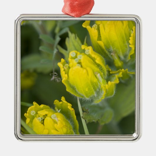 インドゴールデンペイントブラシ Castilleja メタルオーナメント (正面)