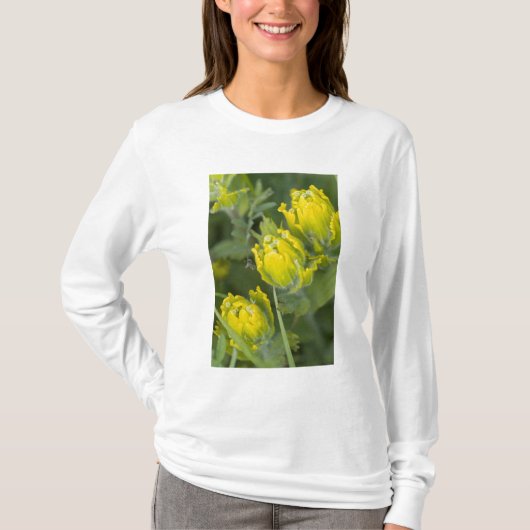 インドゴールデンペイントブラシ Castilleja Tシャツ (正面)