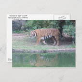 「インドシナ・タイガー」はがき ポストカード (正面/裏面)