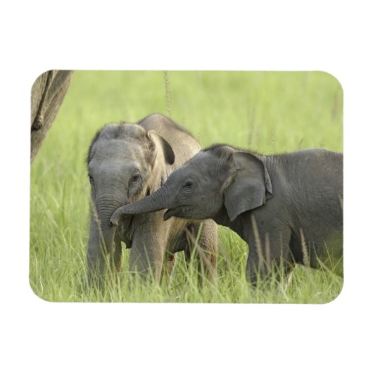 インドゾウ / アジアゾウの子供 マグネット (横)