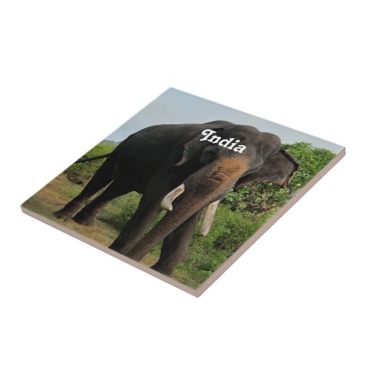 インドゾウ タイル (側面)