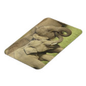 インドゾウ マグネット (左側)