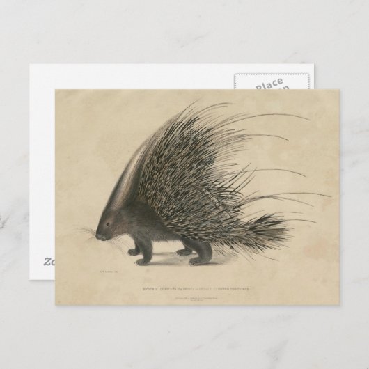 インドトゲクビヤマアラシ ポストカード (正面/裏面)