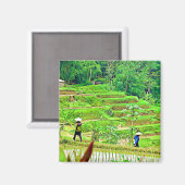 インドネシアのイネ畑 マグネット (正面/裏面)