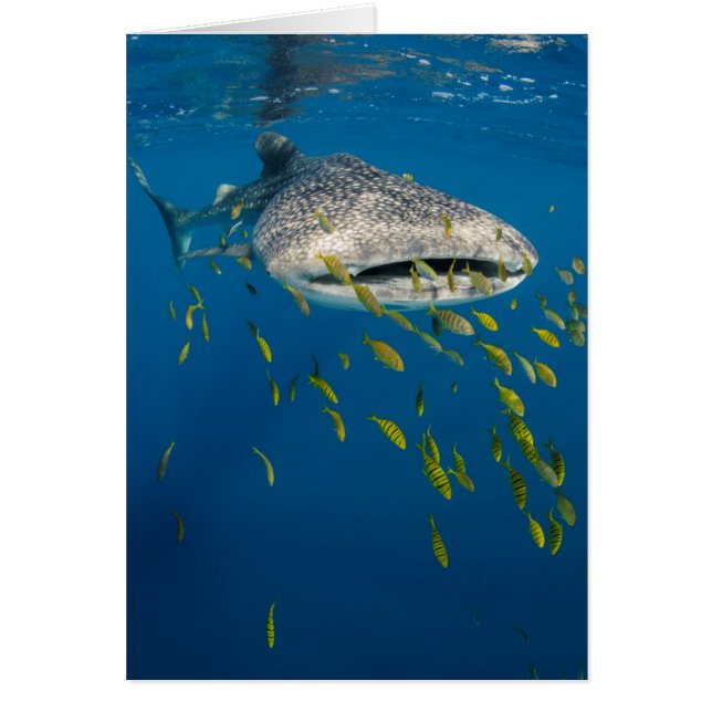インドネシアのジンベエザメと魚 (正面)
