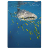 インドネシアのジンベエザメと魚 クリップボード (裏面)