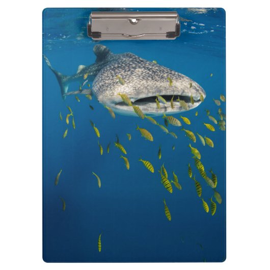 インドネシアのジンベエザメと魚 クリップボード (正面)