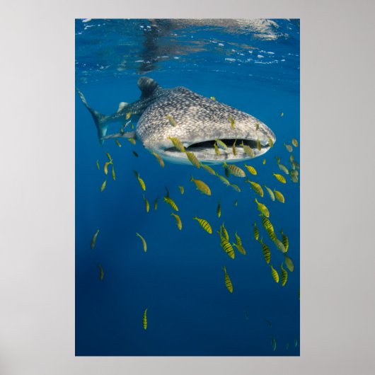 インドネシアのジンベエザメと魚 ポスター (正面)