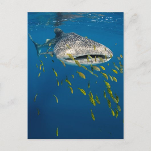 インドネシアのジンベエザメと魚 ポストカード (正面)