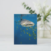 インドネシアのジンベエザメと魚 ポストカード (スタンド正面)