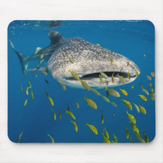 インドネシアのジンベエザメと魚 マウスパッド (正面)