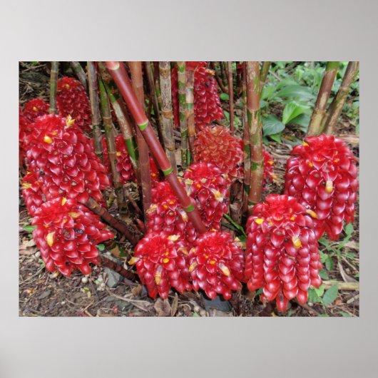 インドネシアのワックスジンジャー ポスター (正面)