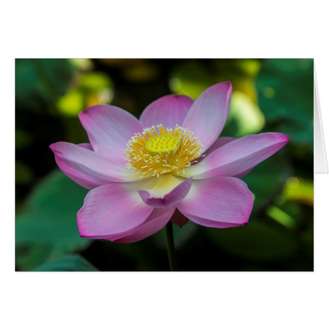 インドネシアの蓮の花 (正面横)
