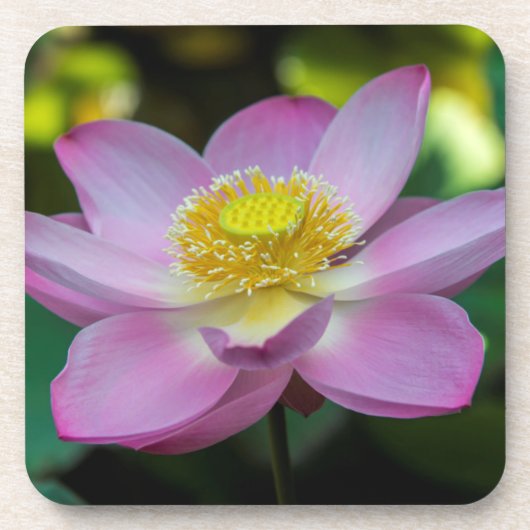 インドネシアの蓮の花 コースター (正面)