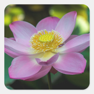 インドネシアの蓮の花 スクエアシール