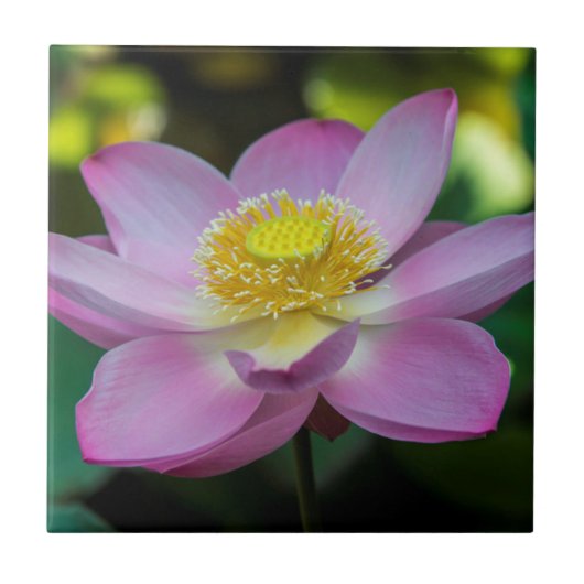 インドネシアの蓮の花 タイル (正面)