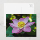 インドネシアの蓮の花 ポストカード (正面/裏面)