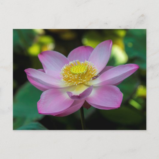 インドネシアの蓮の花 ポストカード (正面)