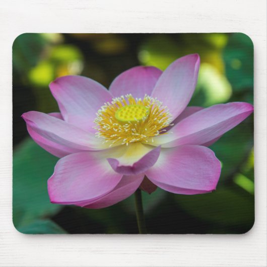 インドネシアの蓮の花 マウスパッド (正面)