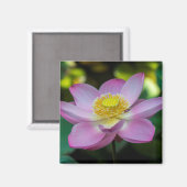 インドネシアの蓮の花 マグネット (正面/裏面)