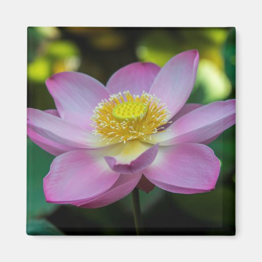 インドネシアの蓮の花 マグネット (正面)