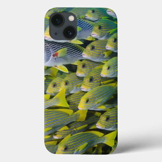 インドネシアの魚の群れ Case-Mate iPhoneケース (裏面)