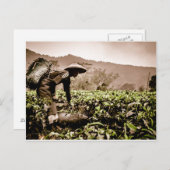 インドネシア茶フィールドのワーカー2、旅行はがき ポストカード (正面/裏面)