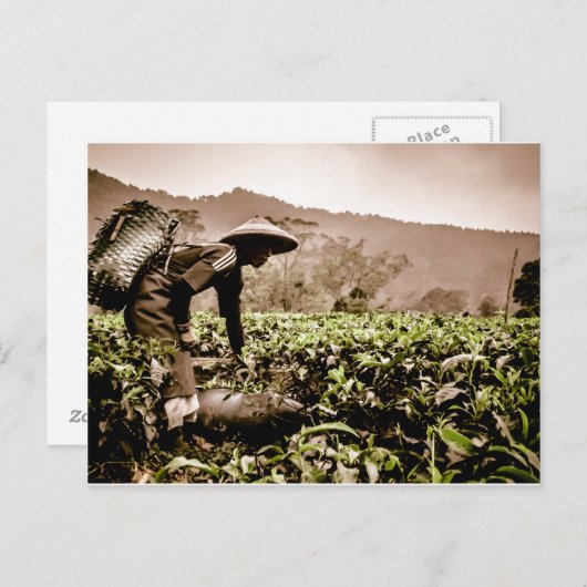 インドネシア茶フィールドのワーカー2、旅行はがき ポストカード (正面/裏面)