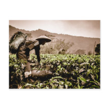 インドネシア茶フィールドのワーカー2、旅行はがき