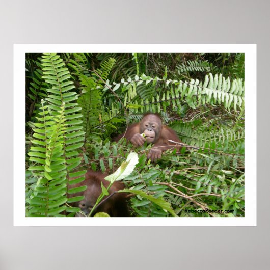 インドネシア・カリマンタンのノジーの隣人 ポスター (正面)