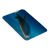 インドネシア，ジンベエザメのプロフィール マグネット (右側)