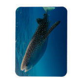 インドネシア，ジンベエザメのプロフィール マグネット (縦)