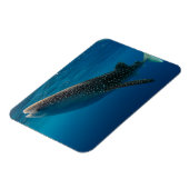 インドネシア，ジンベエザメのプロフィール マグネット (左側)