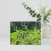 インドネシア バリ島の棚田 ポストカード (スタンド正面)