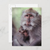 インドネシア、バリ島、Ubudのずっと後につかれたマカク属1 ポストカード (正面/裏面)