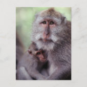 インドネシア、バリ島、Ubudのずっと後につかれたマカク属1 ポストカード (正面)