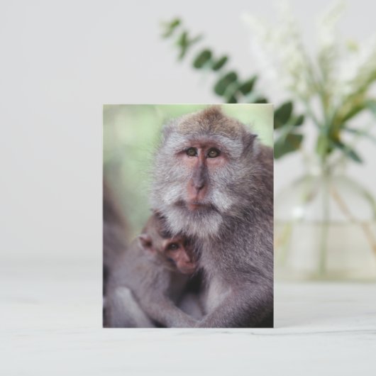 インドネシア、バリ島、Ubudのずっと後につかれたマカク属1 ポストカード (スタンド正面)