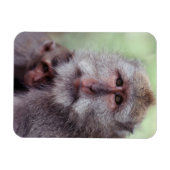 インドネシア、バリ、ウブド、ロングテール・マカク マグネット (横)