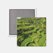 インドネシア、バリ |田んぼ マグネット (正面/裏面)