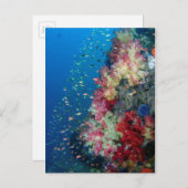 インドネシア，海中サンゴ礁 ポストカード (正面/裏面)