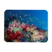 インドネシア，海中サンゴ礁 マグネット (横)