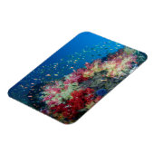 インドネシア，海中サンゴ礁 マグネット (左側)