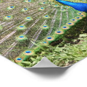 インドブルーピーコック ポスター (角)